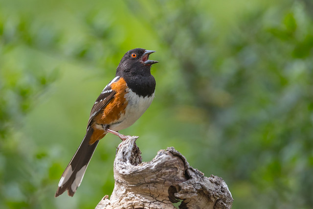 Spotted Towhee (X05_8615-1)