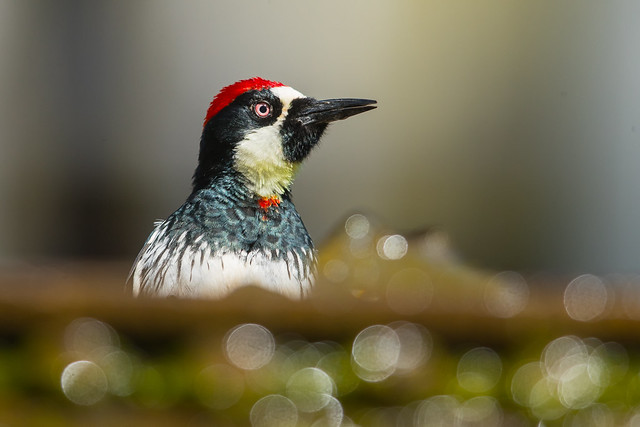 Arcon Woodpecker (X05_1091-1)