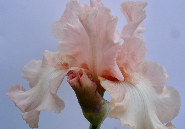 Ruffled Pink Iris