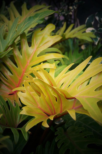 Philodendron 'Golden Xanadu'