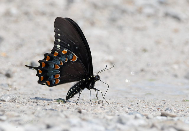 Black Swallow Tail butterfly