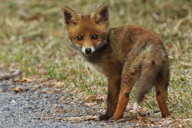 The Red Fox Cub     (Vulpes Vulpes)  Taken on one of the many closed roads across romney marsh