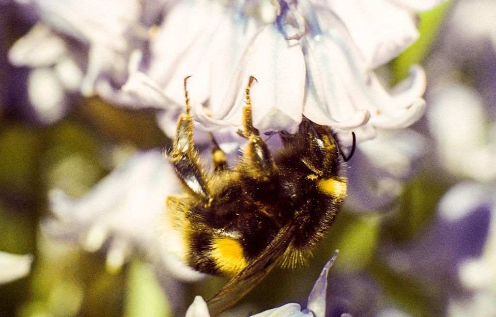Bumblebee!