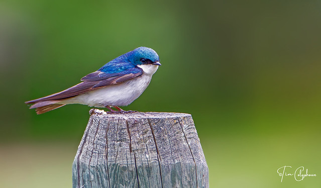 Tree Swallow (Montana)
