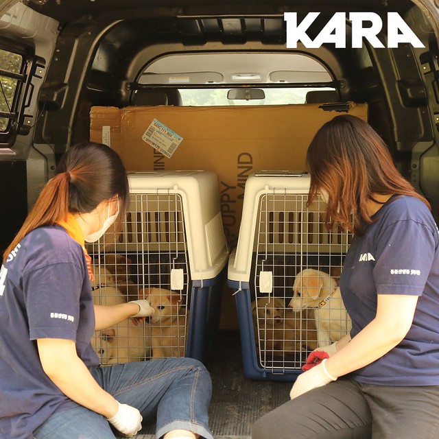 KARA: Paju Factory Dog Support Project Update 6/5/2020