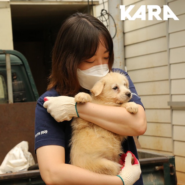 KARA: Paju Factory Dog Support Project Update 6/5/2020