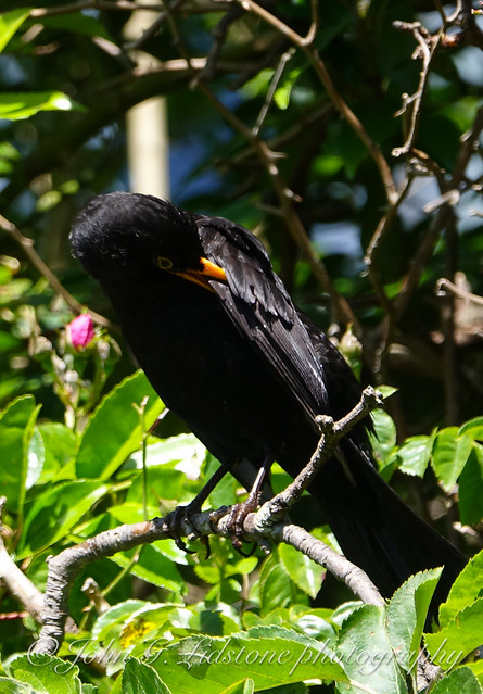 Blackbird preening in the trees