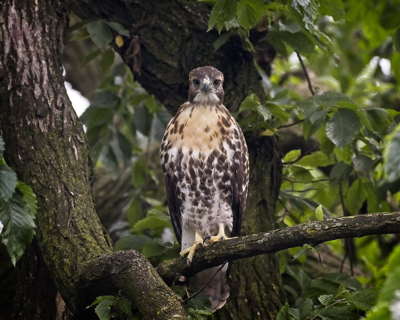 Tompkins Square red-tailed hawk fledgling