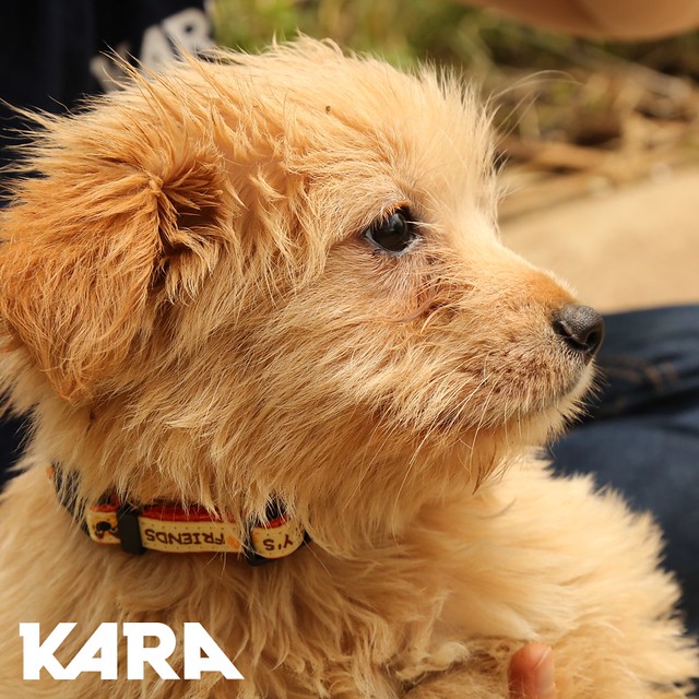 KARA: Paju Factory Dog Support Project Update 6/5/2020