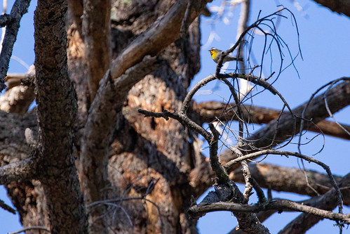 chiricahuas nature naturaleza skyislands parulidae birds aves pájaros passaros parulasuperciliosa