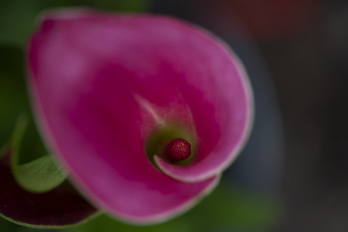 Calla Lily | by VickieRans