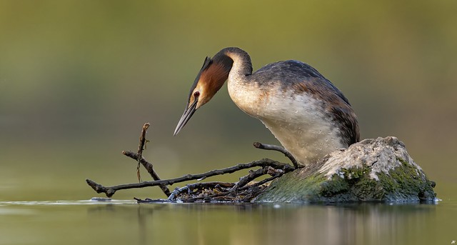Great Crested Grebe, Attenborough Nature Reserve.