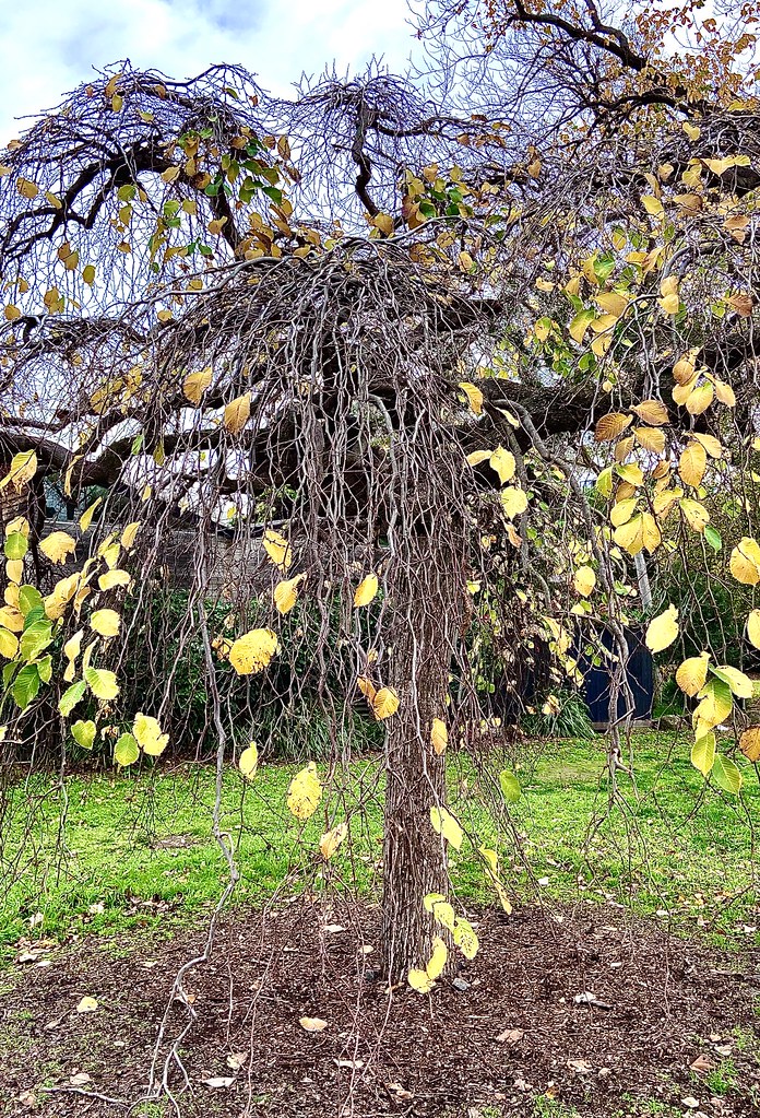 158/366 Weeping tree has lost lost of its leaves in the early Melbourne winter.