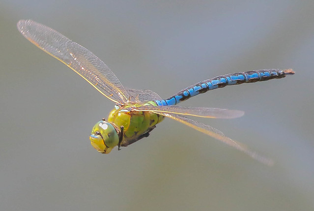 Emperor dragonfly (male)