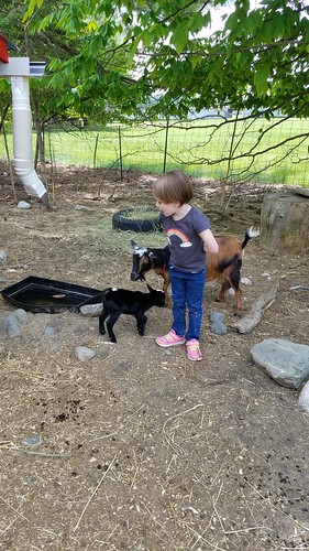 visiting baby goats