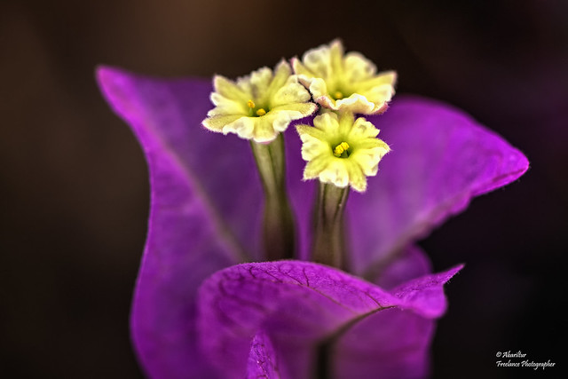 Bougainvillea spectabilis flower (II)