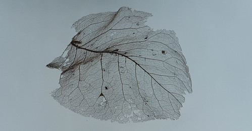 Fragility | by The Vidmeister