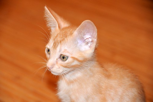 Hermes, gatito rubio juguetón y dulce esterilizado, nacido Marzo'20, en adopción, Valencia. ADOPTADO. 49976756487_2dffb25875