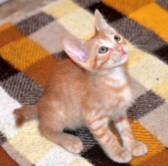 Hermes, gatito rubio juguetón y dulce esterilizado, nacido Marzo'20, en adopción, Valencia. ADOPTADO. 49976758797_c0aff97ce6_z