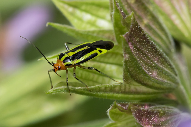 Four-Lined Plant Bug (Poecilocapsus lineatus)
