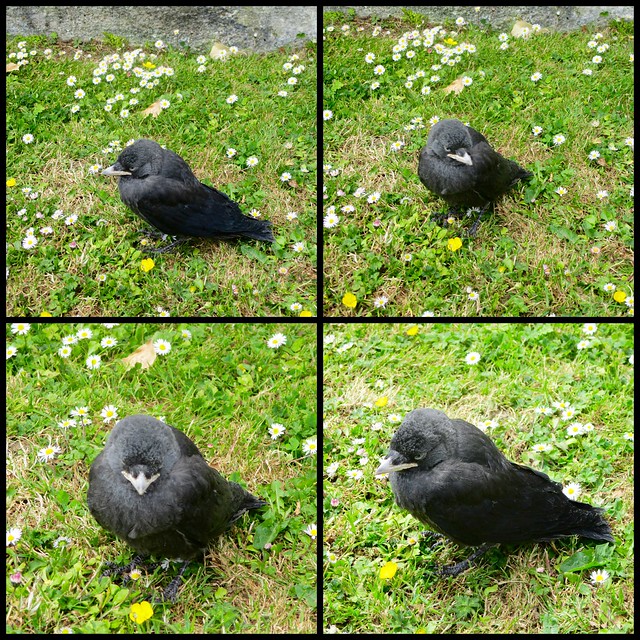 Young Jackdaw collage