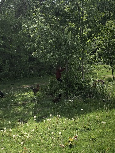 can you spot the girl among the trees and the chickens