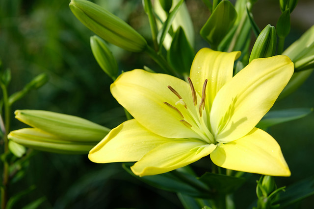 Spring Flowers - 1st Asiatic Lily