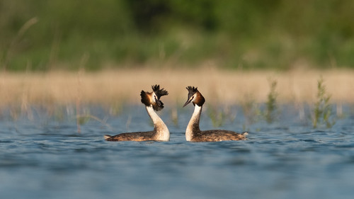 Great crested grebe mating dance | by udoval