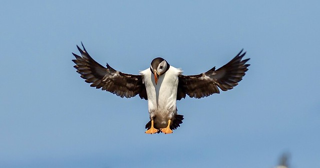 Atlantic Puffin (Fratercula arctica) about to land