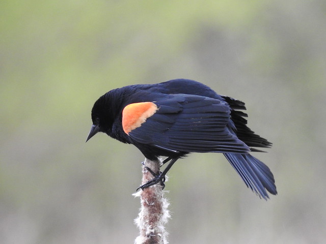 Male Red-Winged Blackbirds