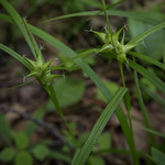 Carex intumescens In Mille lacs Kathio State Park.