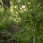 Carex sprengelii In Mille lacs Kathio State Park.