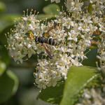 Nannyberry Pollinator In Mille lacs Kathio State Park.