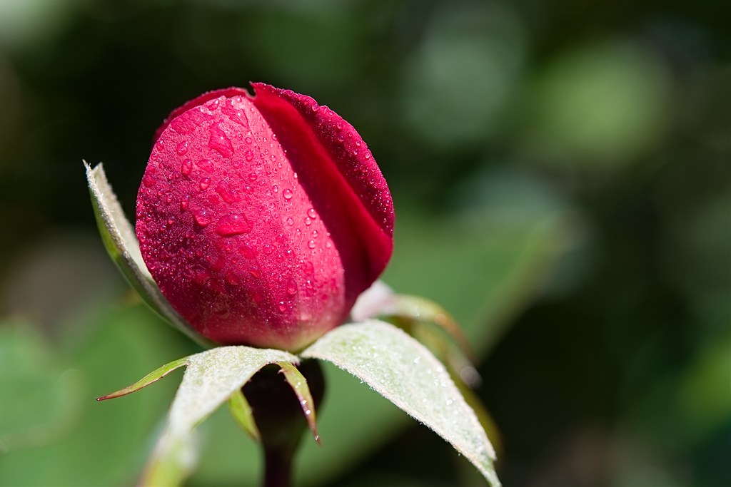 Rose Bud Blooming In The Mist 3 Orest Ukrainsky Flickr