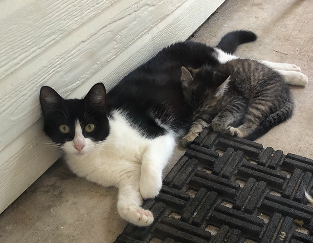 My back yard cat with one of her kittens