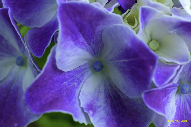 The Purple Hydrangea