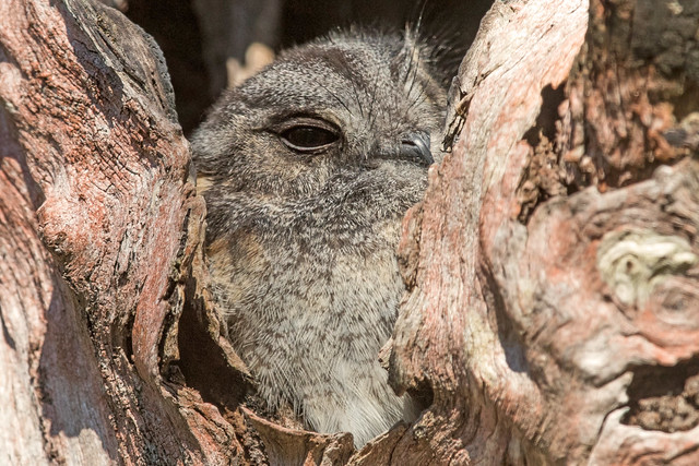 Australian Owlet-Nightjar (Aegotheles cristatus cristatus)