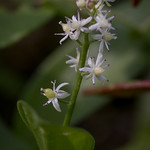 Maianthenum trifolium In Kathio State Park.