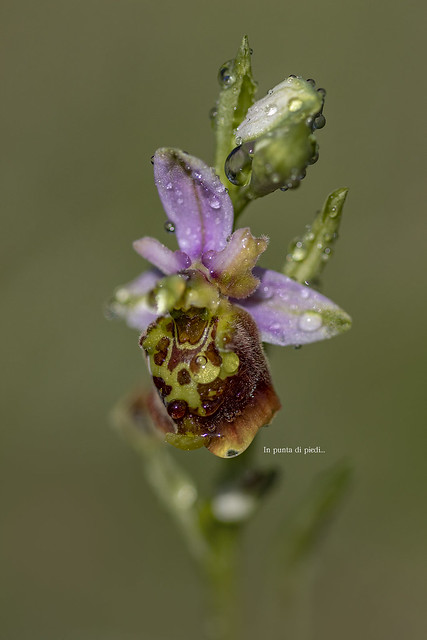 Ofride dei Fuchi - Ophrys holosericea