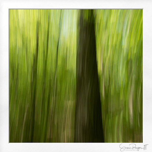 2020 abstract connecticut connecticutphotographer d750 forest haystackmountain haystackmountainstatepark icmphotography intentionalcameramovement landscapephotographer may naturephotographer nikon norfolk spring statepark woods digital unitedstatesofamerica