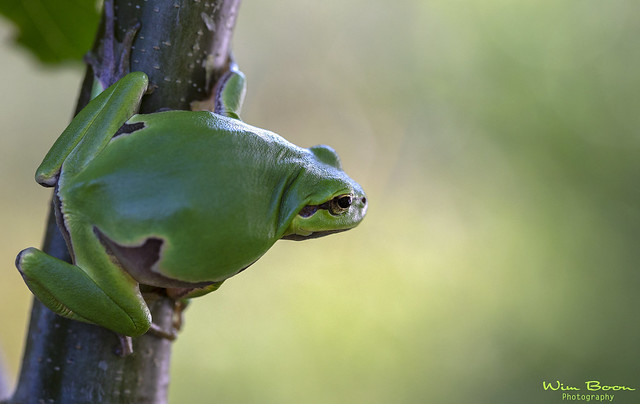 European Tree Frog - Europese Boomkikker