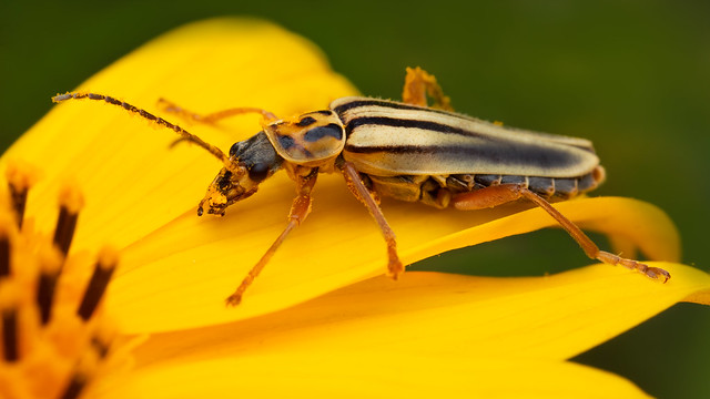 Soldier Beetles (Chauliognathus scriptus)