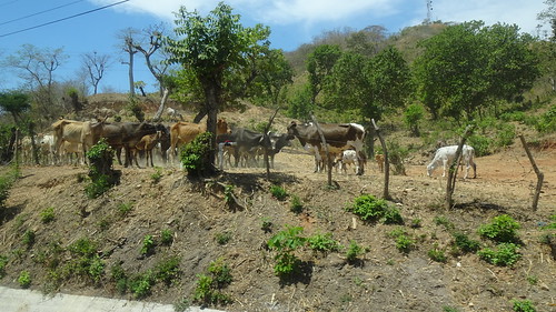 honduras lamisque highwayca3 landscape cattle