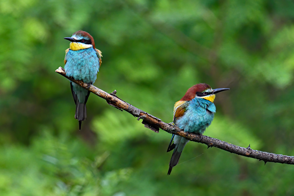 european-bee-eater-2019-06-07-12-more-exotic-birds-from-th-flickr