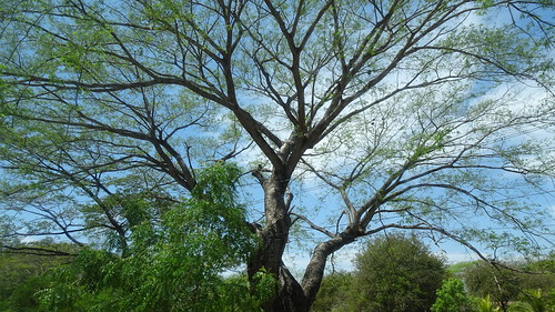 honduras lamisque highwayca3 tree
