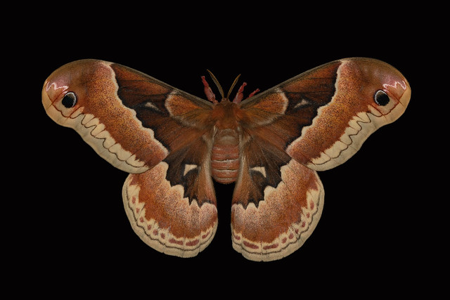 Female Promethea Silk Moth (Callosamia promethea)