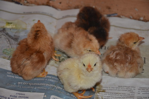 chicks June 20 1