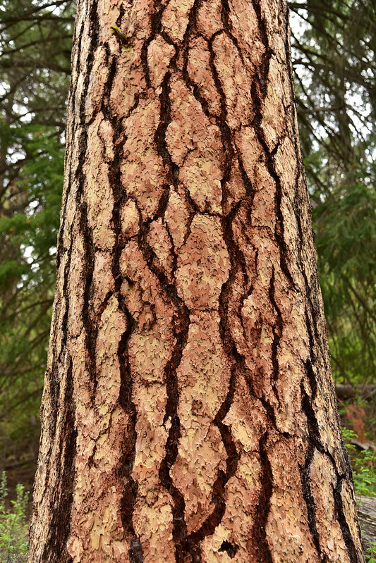 Ponderosa pine