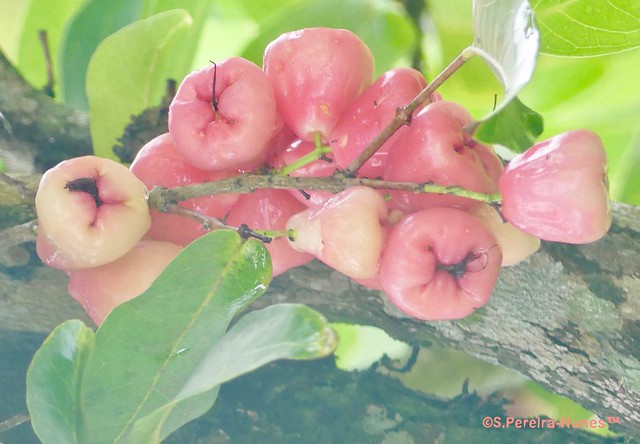 Malay Apple, Jambo, Paramaribo, Suriname