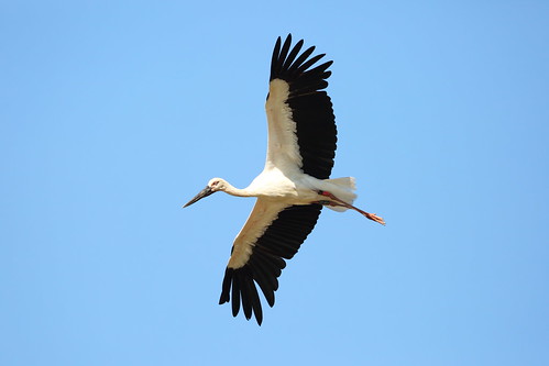 orientalwhitestork bird animal japan japon hyogo toyooka wild nature sky